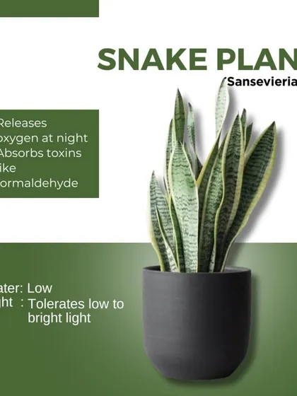 This is the Snake Plant, one of the most resilient indoor plants you can own. It's a fantastic air purifier that releases oxygen at night and is shown here in our dark, modern planter. It's a perfect match for anyone looking for a low-maintenance, high-impact green addition.