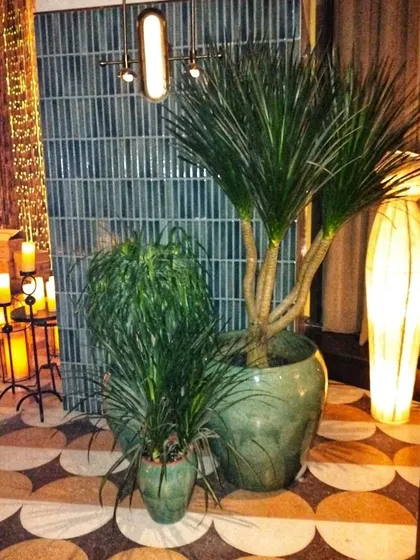 A pair of Dracaena plants in large green ceramic pots complements the unique flooring and warm lighting of this commercial lobby. This arrangement creates a balanced and elegant look.