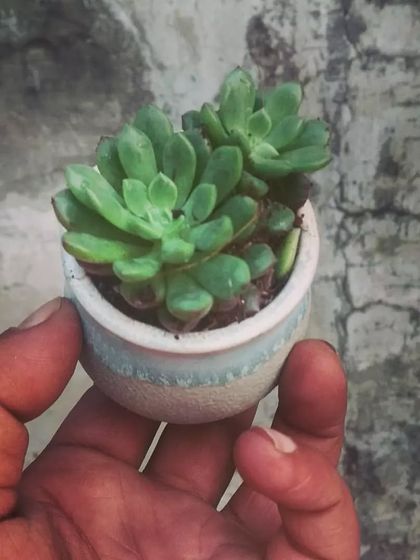 Succulents & Cacti photo 9