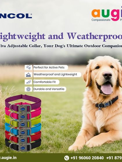 Augie Pets - Pet Supplies Adventure-Ready Gear for Every Outing photo 12