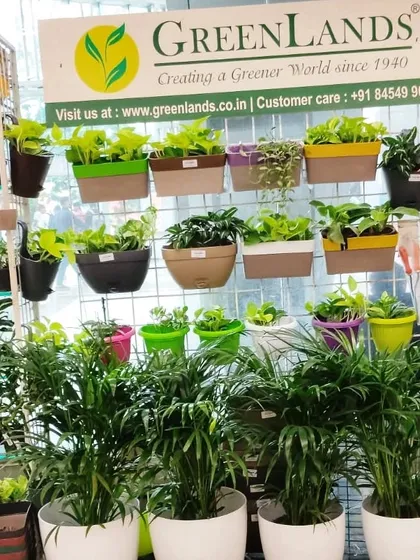 Our signature GreenLands branding at the Star Bazaar outlet, with a display of railing planters and Areca Palms.