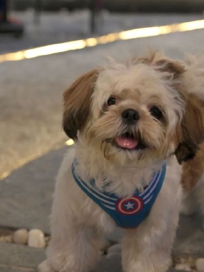 This little Shih Tzu with a Captain America harness is ready for adventure at Bark Street.