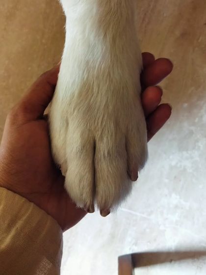 Another beautiful shot of a paw in hand. It symbolizes the partnership and mutual respect that I work to build between every pet and their parent.