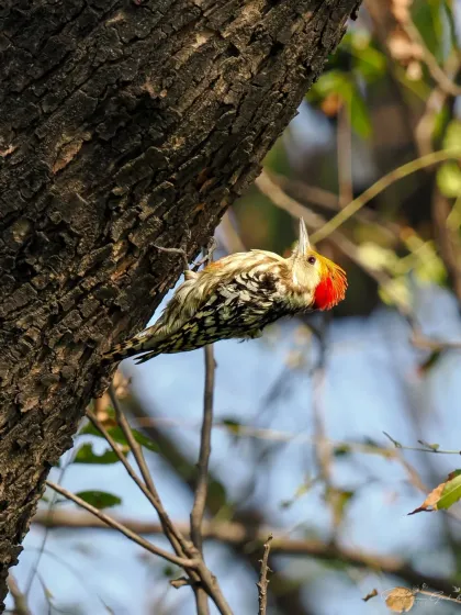 A Flameback Woodpecker with its striking red crest, clinging to a tree trunk.