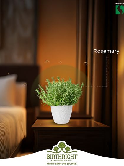 The aromatic scent of Rosemary is pleasant to us but repels mosquitoes. It's a perfect, low-maintenance herb for your bedroom or living area.
