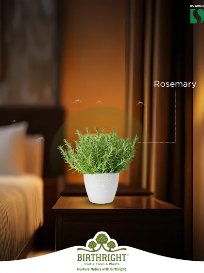 The aromatic scent of Rosemary is pleasant to us but repels mosquitoes. It's a perfect, low-maintenance herb for your bedroom or living area.