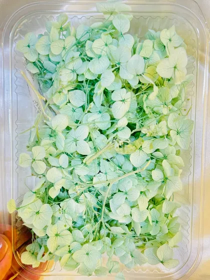 Our mint green dried hydrangea flowers provide a soft, pastel hue for your resin projects. They are perfect for creating delicate and dreamy floral designs.