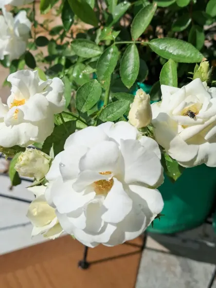 A lovely white rose from my garden. You can see a small bee visiting it. I'll teach you how to care for rose plants to avoid pests.