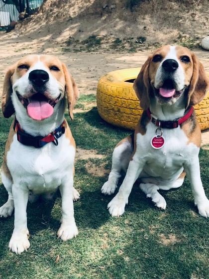 Don't let the world change your smile. These two happy Beagles are living by that motto.