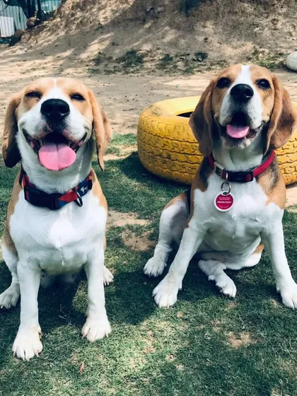 Two happy Beagles, smiling for the camera in the sunshine. Their joy is absolutely contagious.