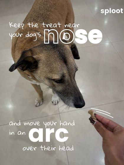 Step 3: Hold the treat near your dog's nose and slowly move your hand in an arc over their head. This movement naturally encourages them to sit.