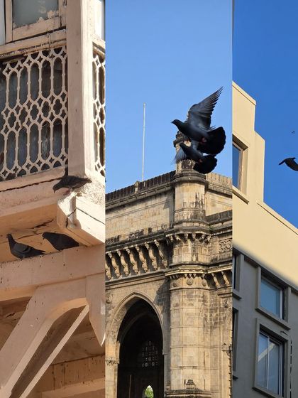 A triptych showing pigeons in flight and at rest on the ledges of heritage buildings.