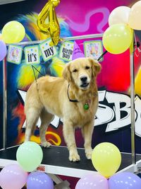 Pet Celebration Packages