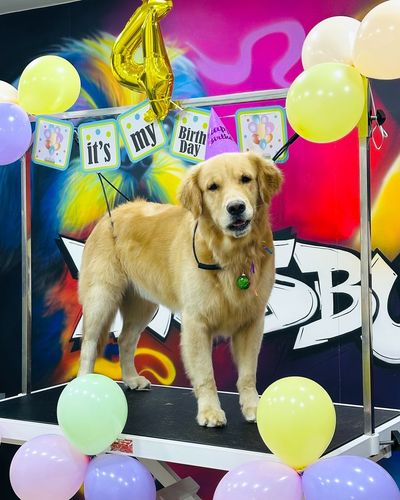 Pet Celebration Packages