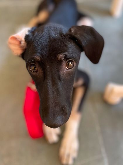 Kishmish with one of her favorite toys. Play is an important part of our puppy program.
