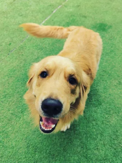 This smile says it all. My goal is to create a happy place where every dog, like this beautiful Golden Retriever, feels safe, loved, and free to just be a dog.