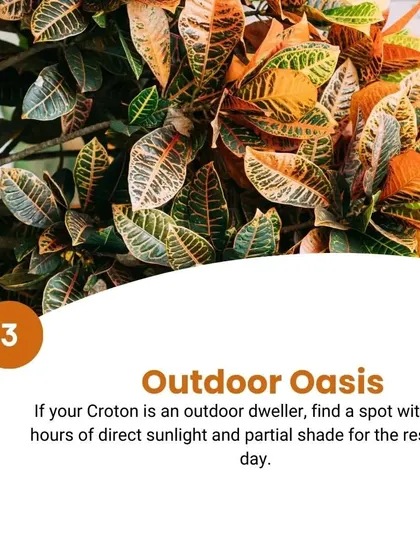 Croton Care Tip 3: Create an outdoor oasis. If your Croton is an outdoor dweller, find a spot with 2 to 3 hours of direct sunlight and partial shade for the rest of the day.