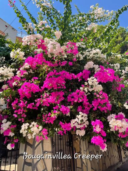 Delhi Gardner - Full-Service Landscaping Tropical Garden & Themed Designs photo 8