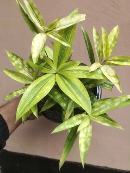 A Dracaena 'Florida Beauty' with its yellow-spotted leaves. It's a very cheerful and easy-to-care-for plant.