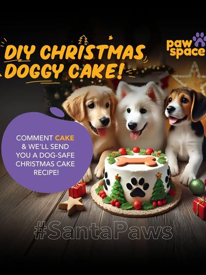 PawSpace - Fresh Pet Food Delivery Your Pet Care Partner photo 7