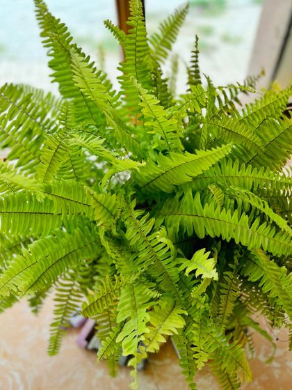 A close-up of the delicate, textured fronds of the Boston Fern. To keep them happy, water them regularly and give them a mild fertilizer during the growing season.