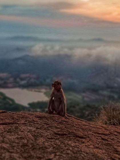 Even the local wildlife enjoys the view. A monkey sits at the edge of the cliff, watching the sunrise with us at Uttari Betta.