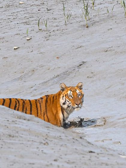 The Tiger's Realm: Portraits of India's Big Cats photo 18