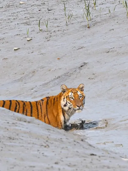 A Royal Bengal Tiger in its unique mangrove habitat in the Sundarbans. This image shows the adaptability of the species and the specific challenges of documenting them in this tidal ecosystem.