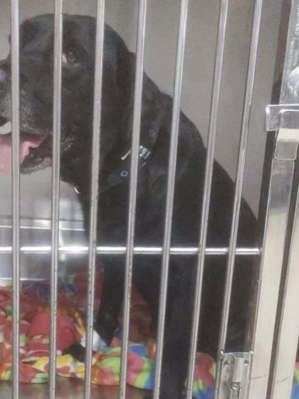 PL Paws - Animal Rescue & Rehabilitation The Power of Fostering: Be a Temporary Home photo 6