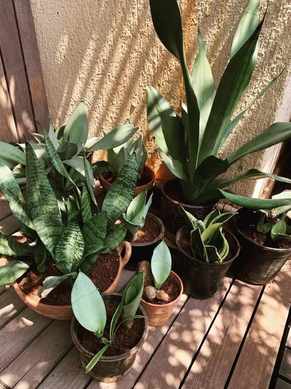 A family of snake plants, showing the original mother plant alongside the smaller divisions. This is one of the easiest ways to multiply these hardy, air-purifying indoor plants.