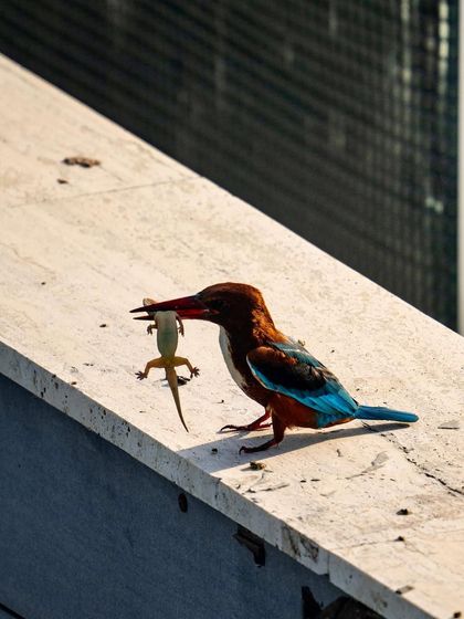 A white-throated kingfisher on my balcony with a lizard it has just caught. This is a great example of urban wildlife, showing how nature adapts to our cities.