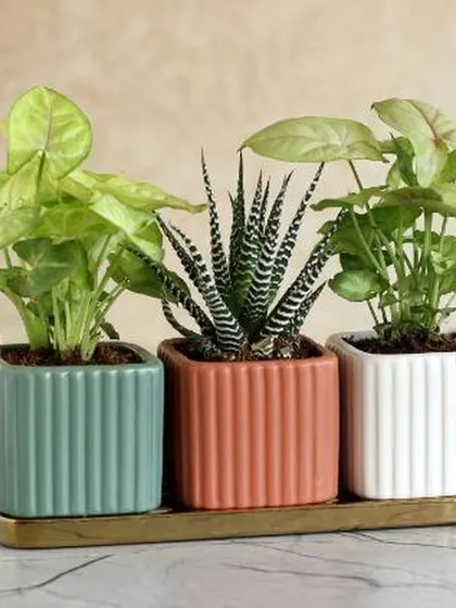 This elegant trio of plants in matching ribbed ceramic pots makes a stylish statement. Featuring two types of Syngonium and a Zebra succulent, this set is a complete, ready-to-display gift for any modern home.