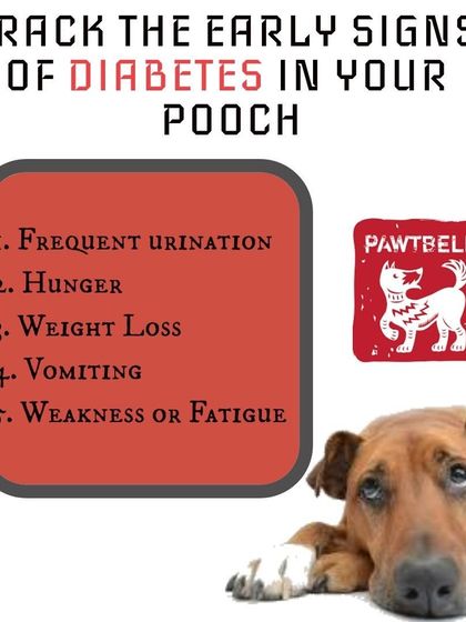 Pawtbelly - Fresh Dog Food Delivery Doggo Health & Nutrition Tips photo 7