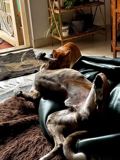 This series shows the curious and playful dynamic between a cat and a Beagle by the window. I'm always there to supervise and ensure their interactions are safe and positive, fostering a healthy relationship.
