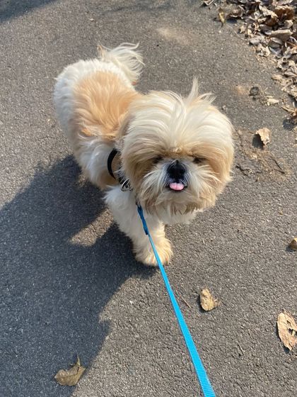 Star Pups - Pet Grooming Our Furry Friends & Family photo 33