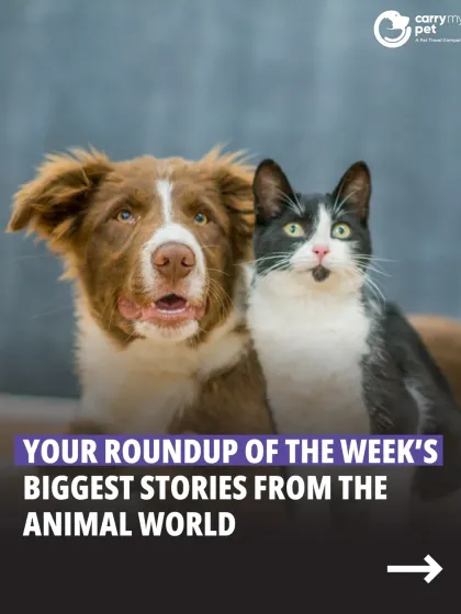 CarryMyPet - Pet Travel & Parenting Consultation Animal Welfare & Advocacy photo 7