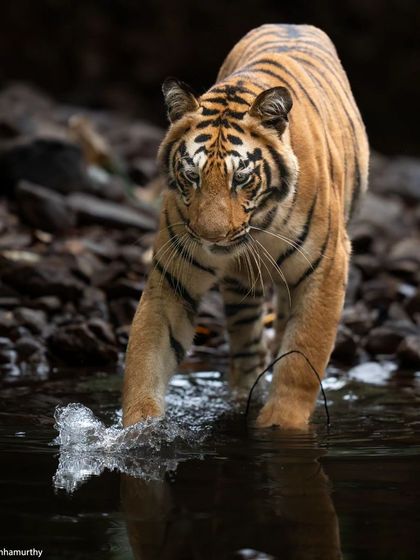 A sub-adult tiger cools off in a pool in Tadoba, a heart-stopping moment after a long wait in the summer heat.