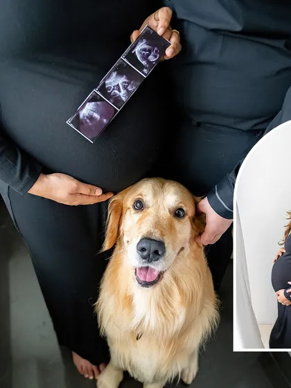 A creative collage showing a close-up of Hugo the Golden Retriever looking proudly at the camera, positioned below his mom's baby bump where she holds the sonogram.