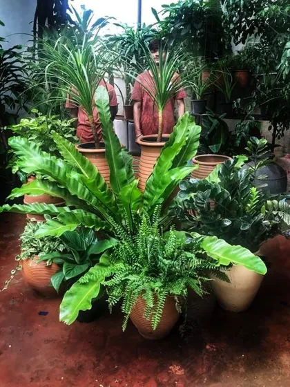 A plant cluster so rich and seamless, you can’t tell where one begins and the other ends. This is a photo of a beautiful arrangement ready to go to its new home, showcasing the beauty of foliage in nature.