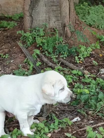 The white Indie-Lab mix puppy exploring near a tree. He is strong, healthy, and ready for a family.