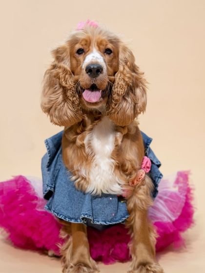 WoofWoof Stories - Commercial Pet Photography Pet Apparel & Accessories photo 16