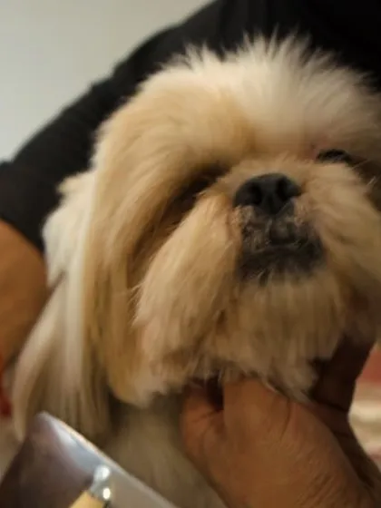 A close-up of the precision and care we put into every haircut. Our groomers are skilled at shaping and styling to suit your dog's breed and keep them comfortable.