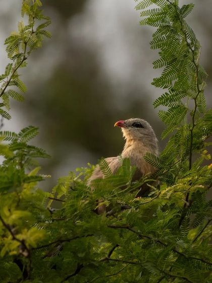 The Sirkeer Malkoha, also known as the "bird with lipstick" due to its bright red bill.