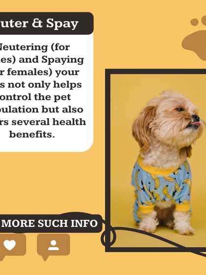 Neutering (for males) and spaying (for females) is a key part of your pet's long-term health plan. It's a responsible choice that I can guide you through as part of our comprehensive pet care support.