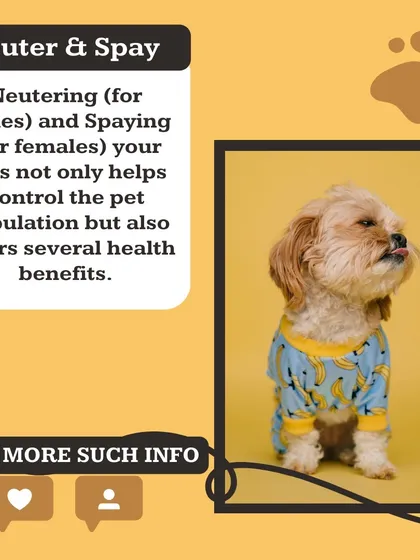 Neutering (for males) and spaying (for females) is a key part of your pet's long-term health plan. It's a responsible choice that I can guide you through as part of our comprehensive pet care support.
