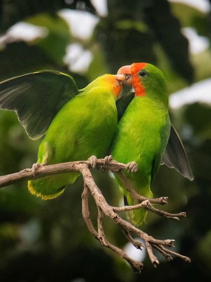 Avian Wonders: A World of Wings photo 13