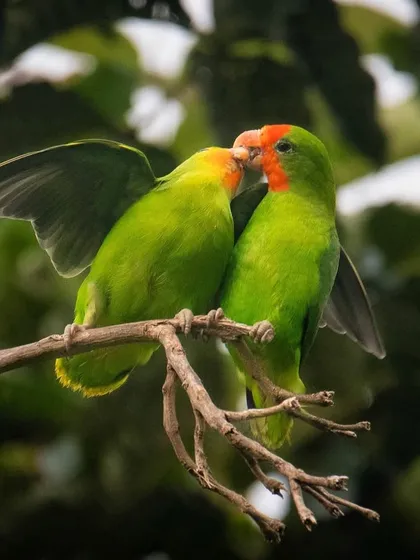 A pair of Red-headed Lovebirds share an intimate moment in Uganda. These birds are known for their strong pair bonds, which I was lucky to capture in this tender photograph.