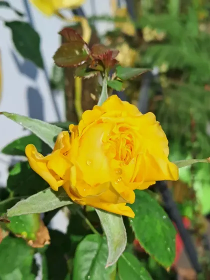 Bhardwaj - Urban Gardening Consultation A Riot of Colorful Flowers photo 155