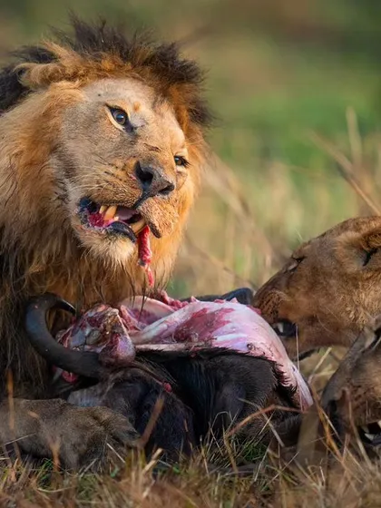 The Rongai pride enjoys an early morning meal during the Great Migration, a season of plenty for predators.
