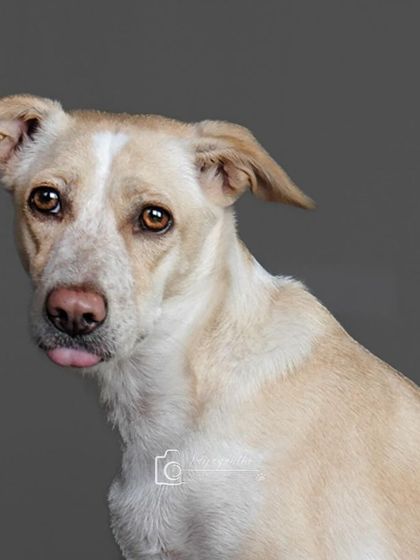 Zoya the lab mix with a tiny, adorable tongue "blep." This studio portrait captures her sweet and gentle nature.